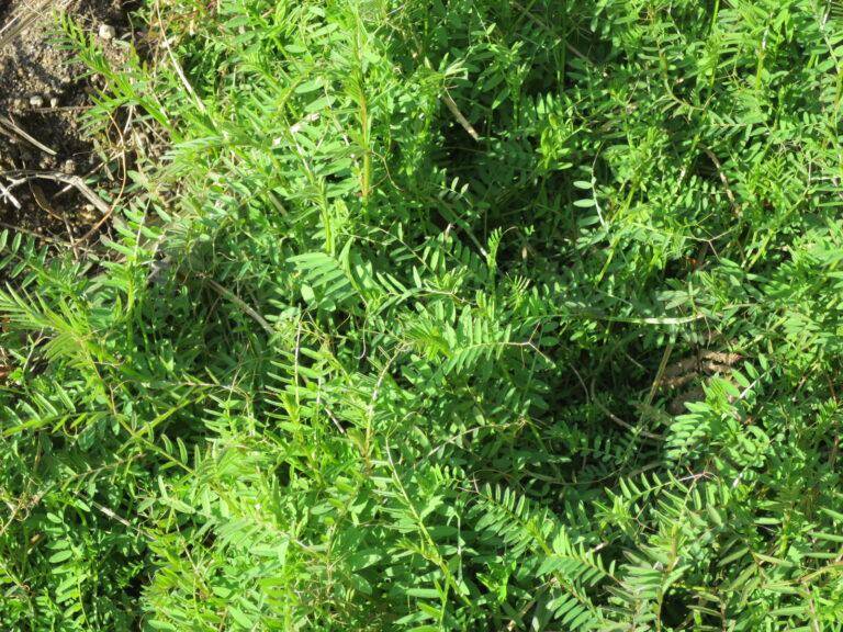 アレロパシーとは？アレロパシーの力で自然農を更に効果的に！ 食べる庭