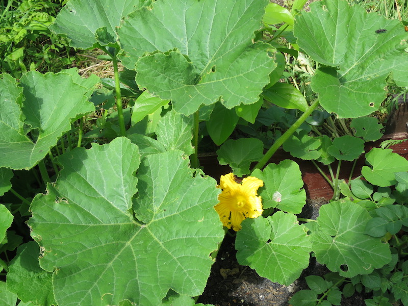 かぼちゃの花が咲いた