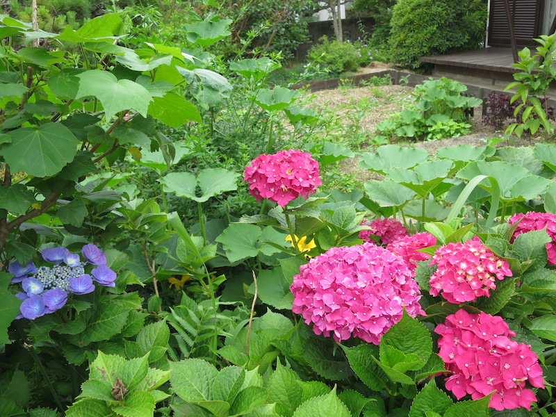 ピンクとブルーの紫陽花のの花満開