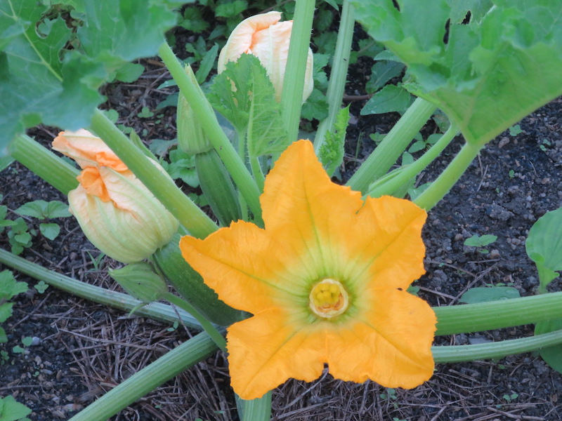 ズッキーニの花