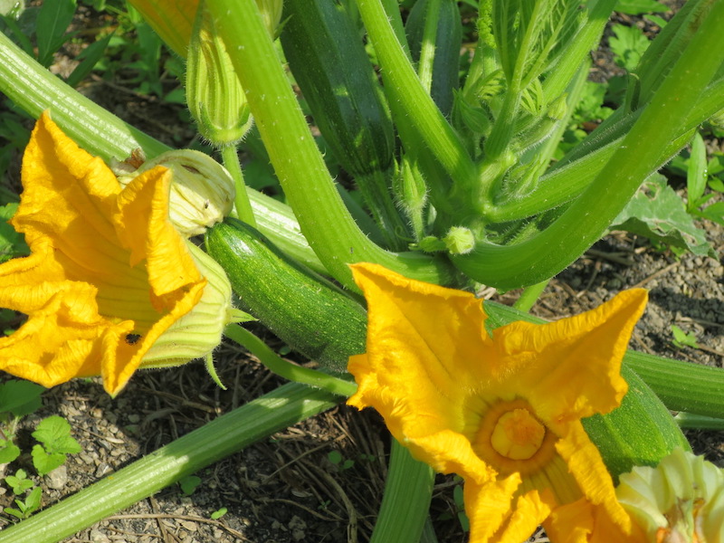 ズッキーニの花